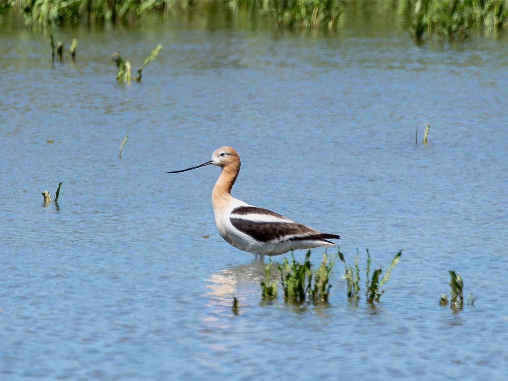 Avocet-American