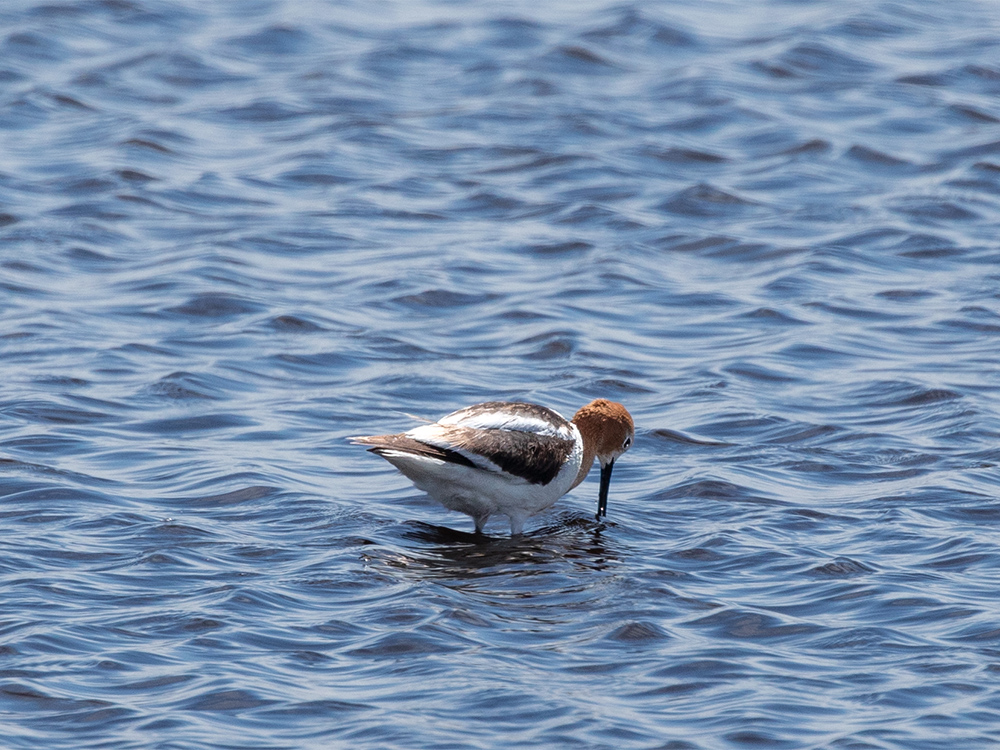 Avocet-American