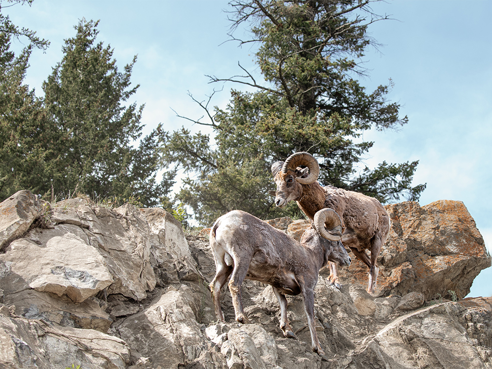  Big-Horn-Sheep