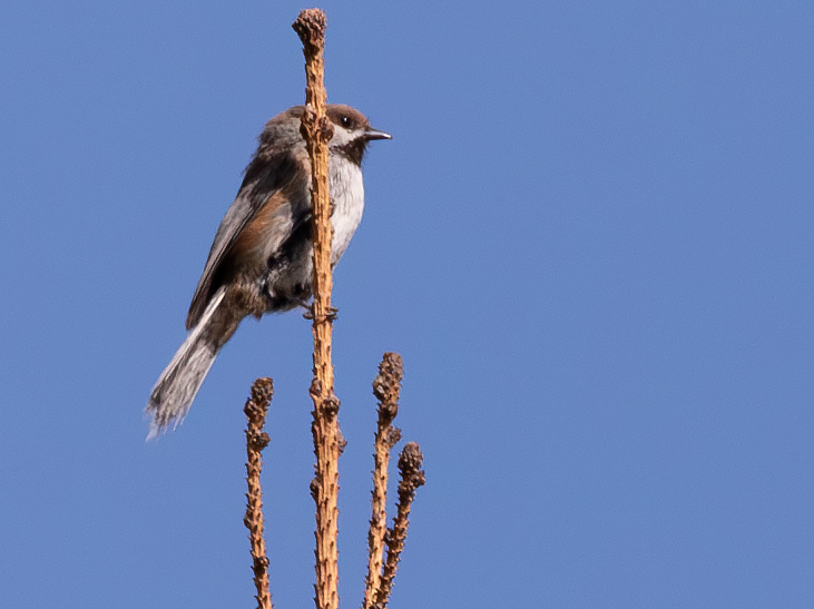 Chickadee-Boreal