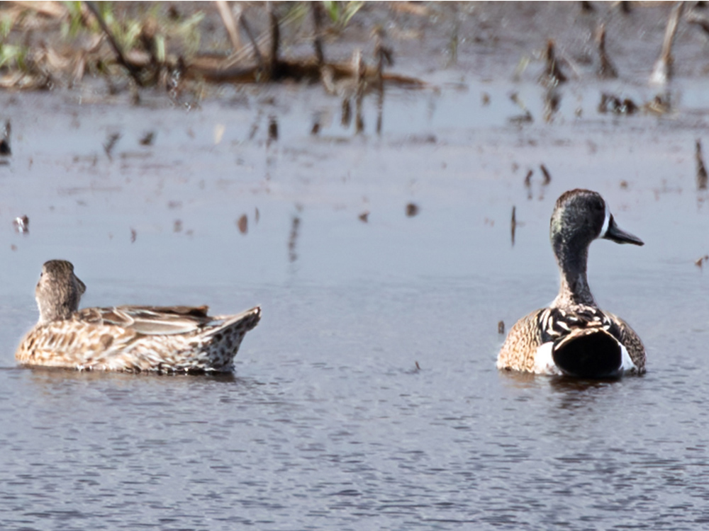 Duck-Teal-Blue-Winged