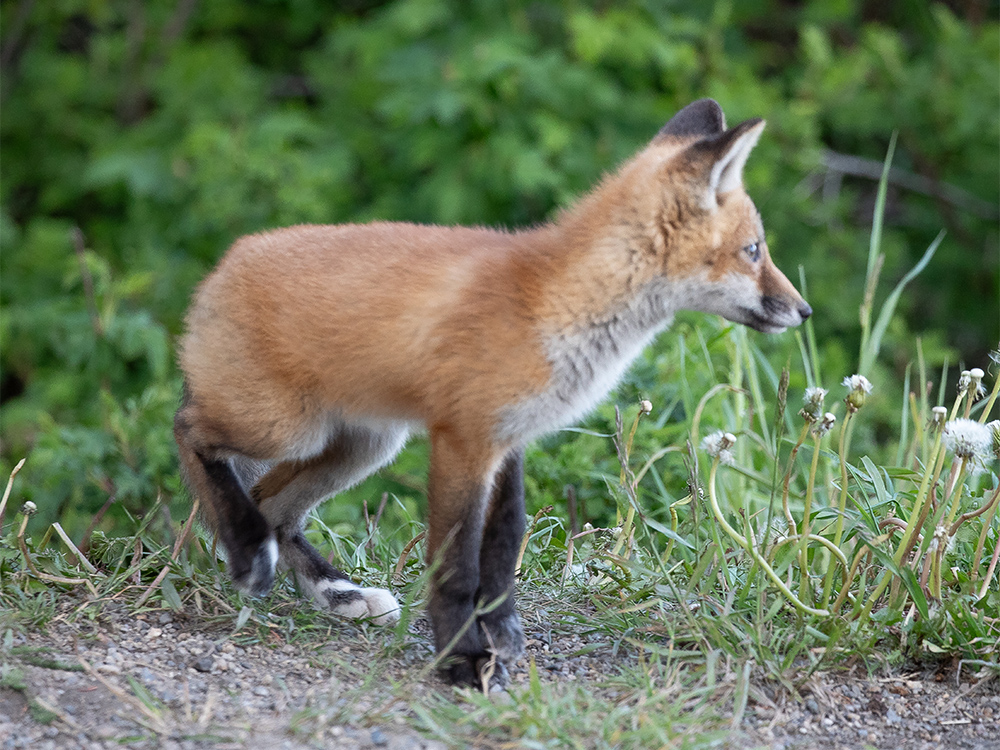  Fox-Red