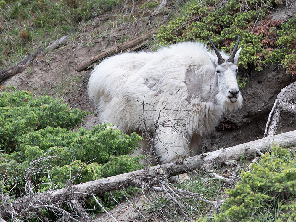 Goat-Mountain