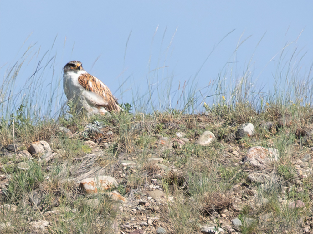  Hawk-Ferruginous