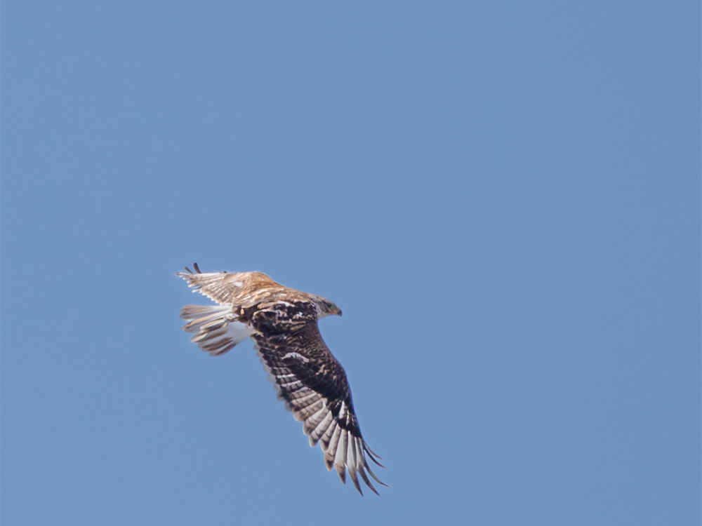  Hawk-Ferruginous