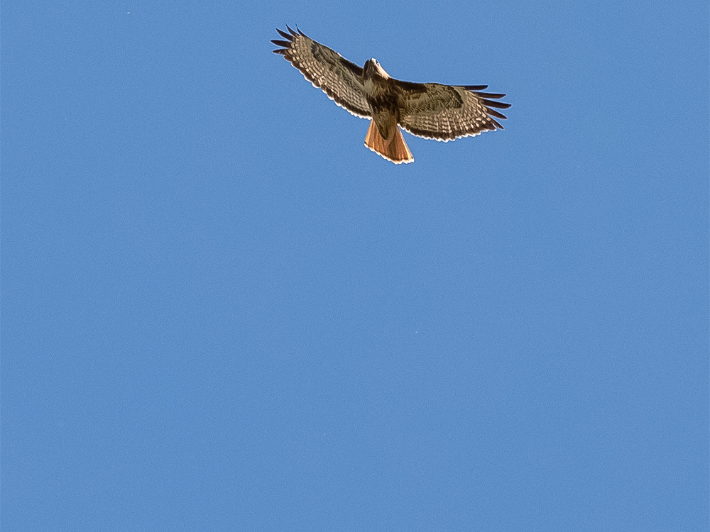 Hawk-Red-Tailed