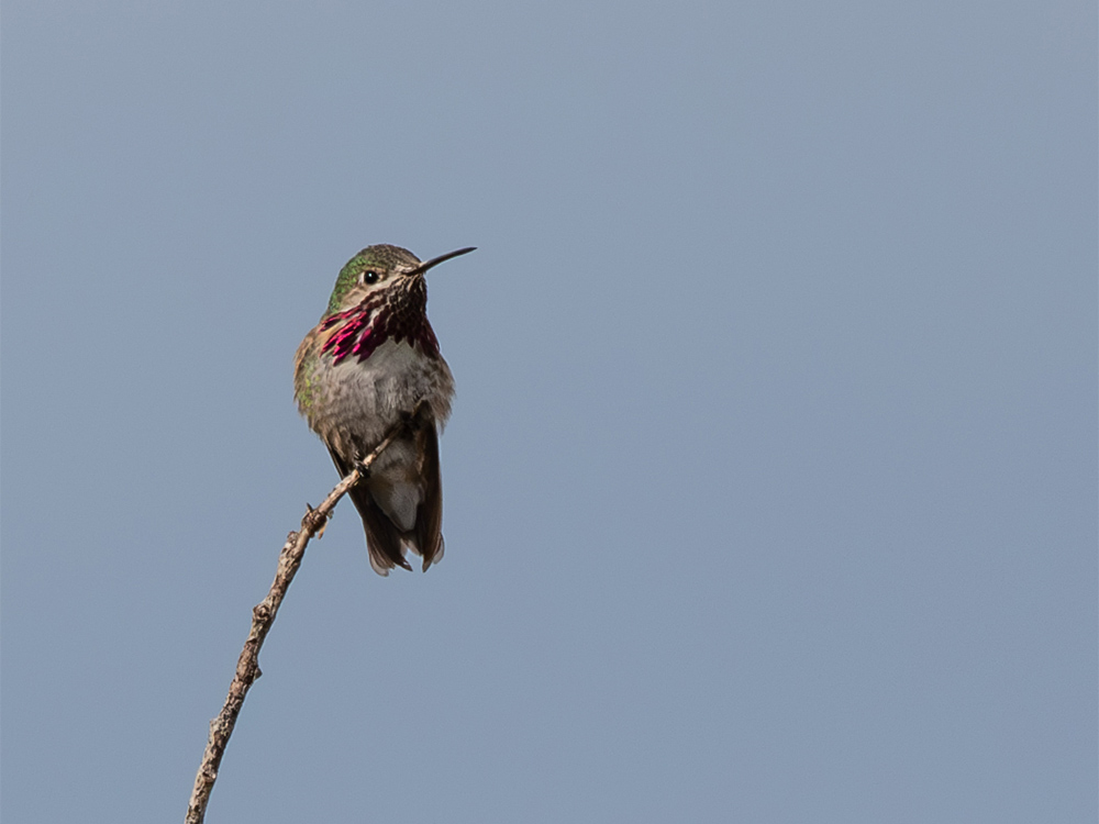  Hummingbird-Calliope