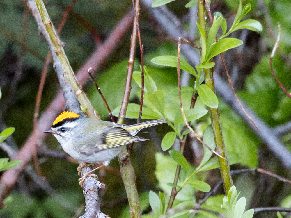 Kinglet-Golden-Crowned