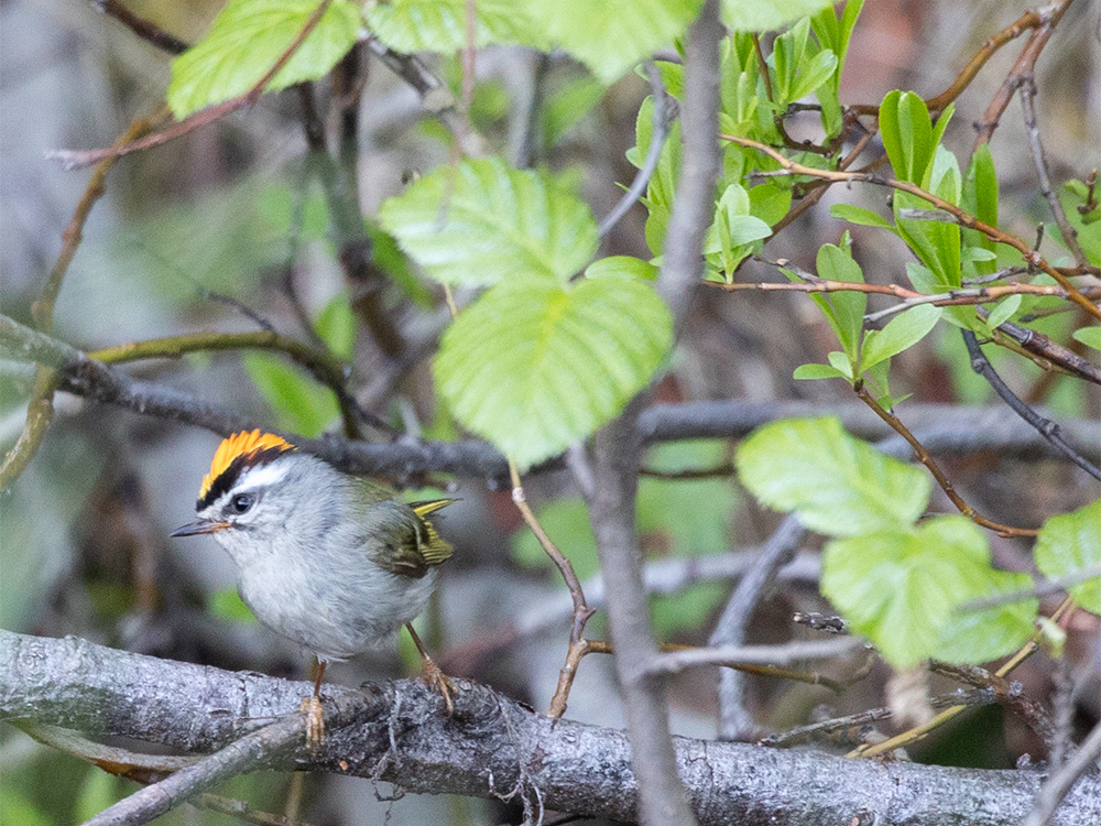 Kinglet-Golden-Crowned