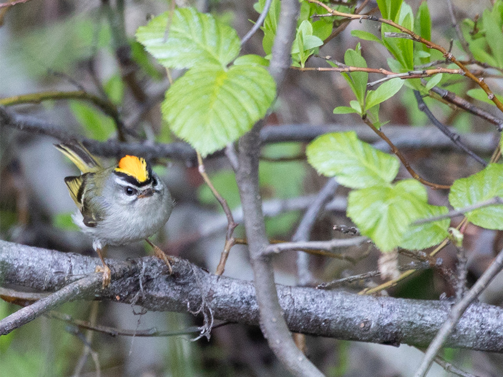 Kinglet-Golden-Crowned