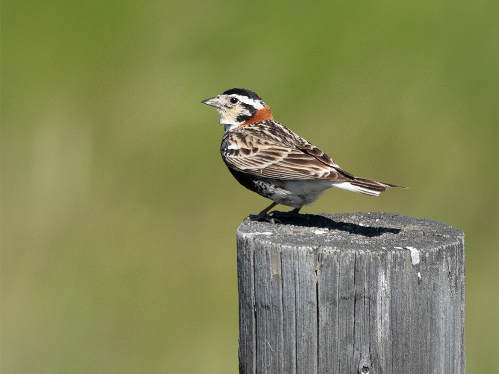 Longspur-Chestnut-Collared