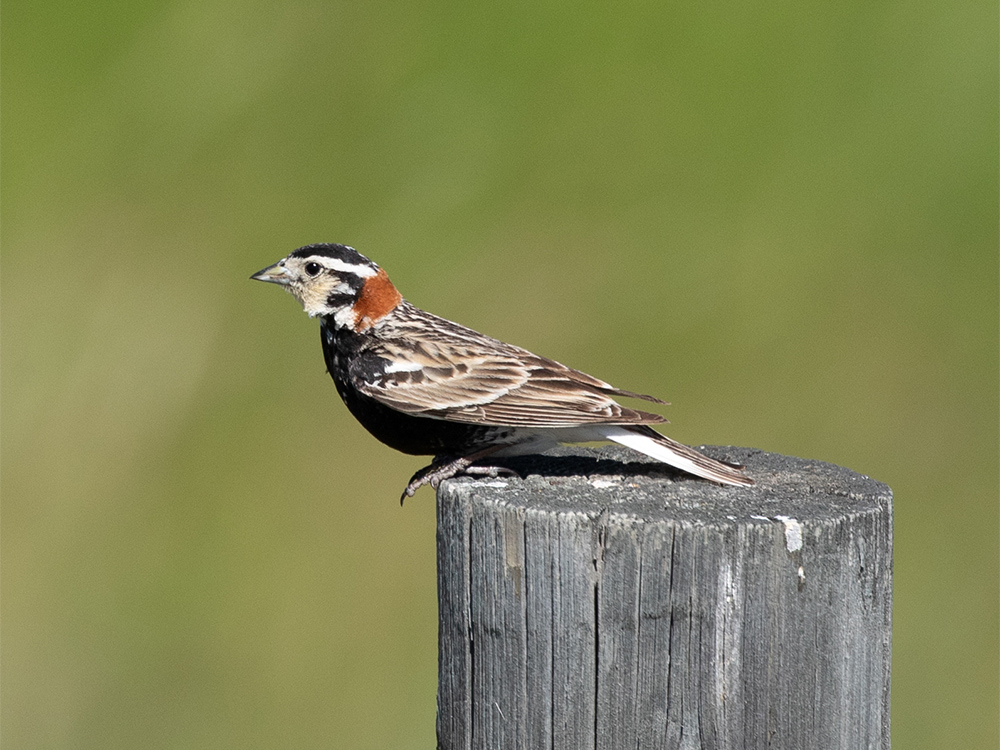 Longspur-Chestnut-Collared