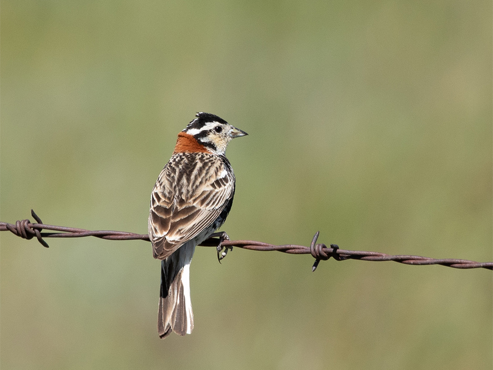  Longspur-Chestnut-Collared