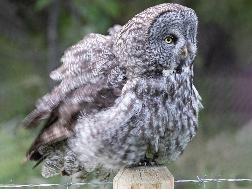 Owl-Great-Grey