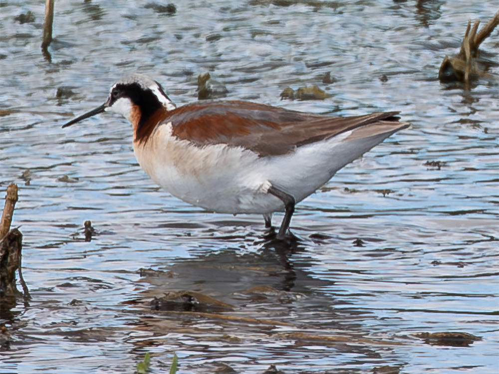 Phalarope-Wilson's