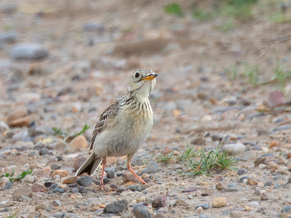 Pipit-Sprague's