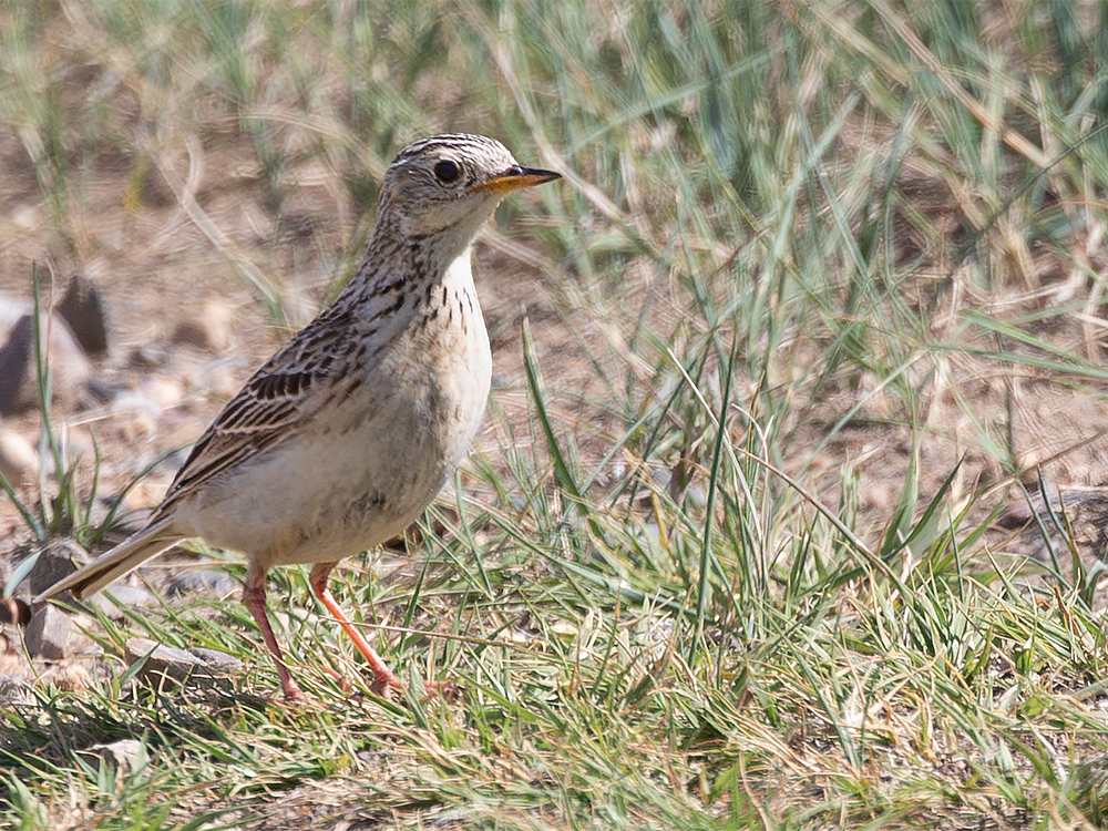 Pipit-Sprague's