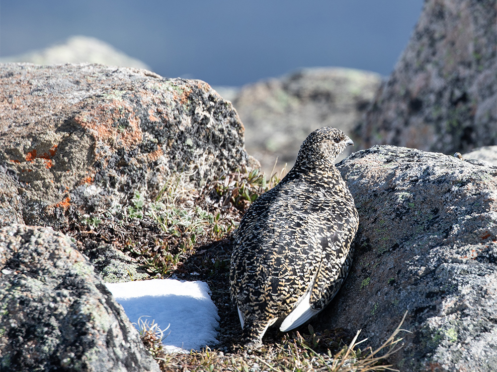  Ptarmigan-White-Tailed