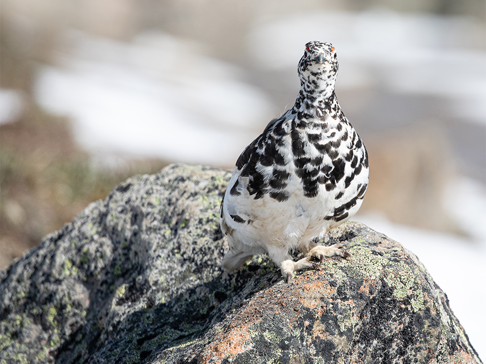  Ptarmigan-White-Tailed