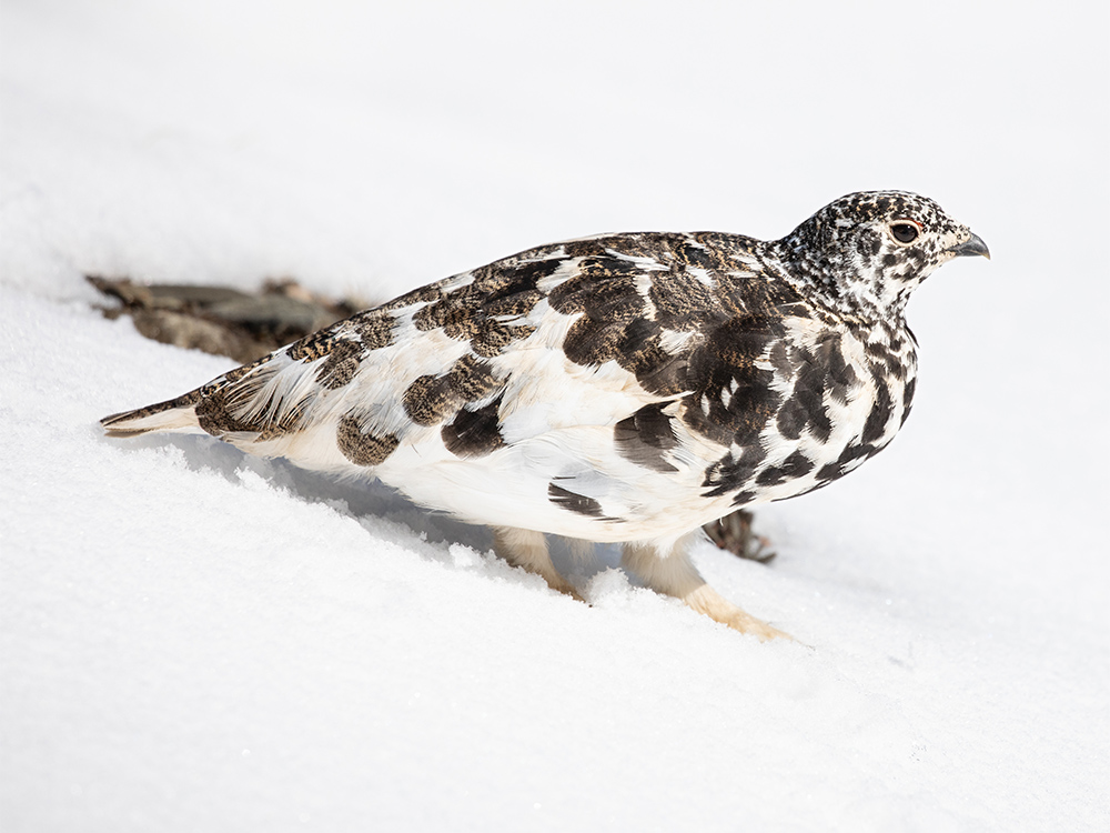  Ptarmigan-White-Tailed