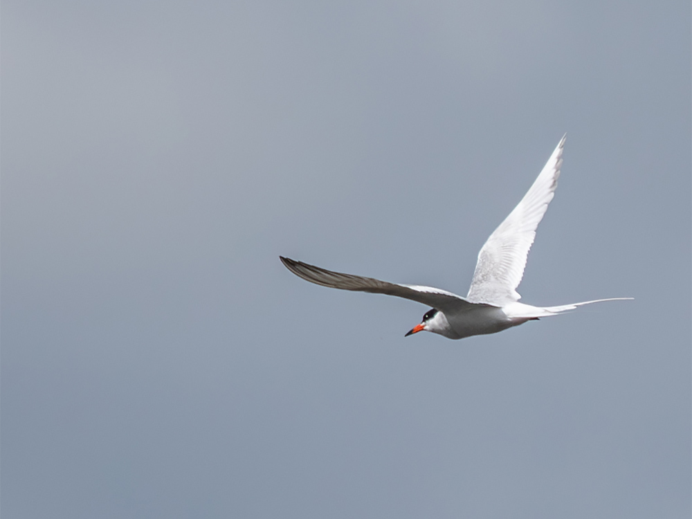  Tern-Foresters