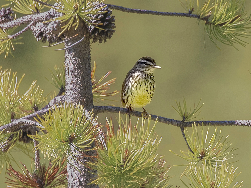Water-Thrush-Northern