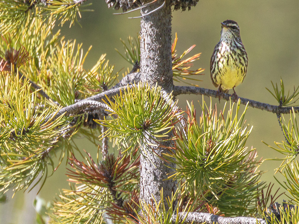 Water-Thrush-Northern