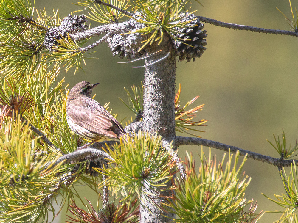 Water-Thrush-Northern