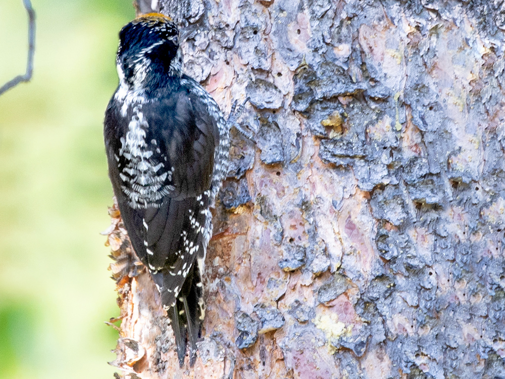 Woodpecker-American-Three-Toed