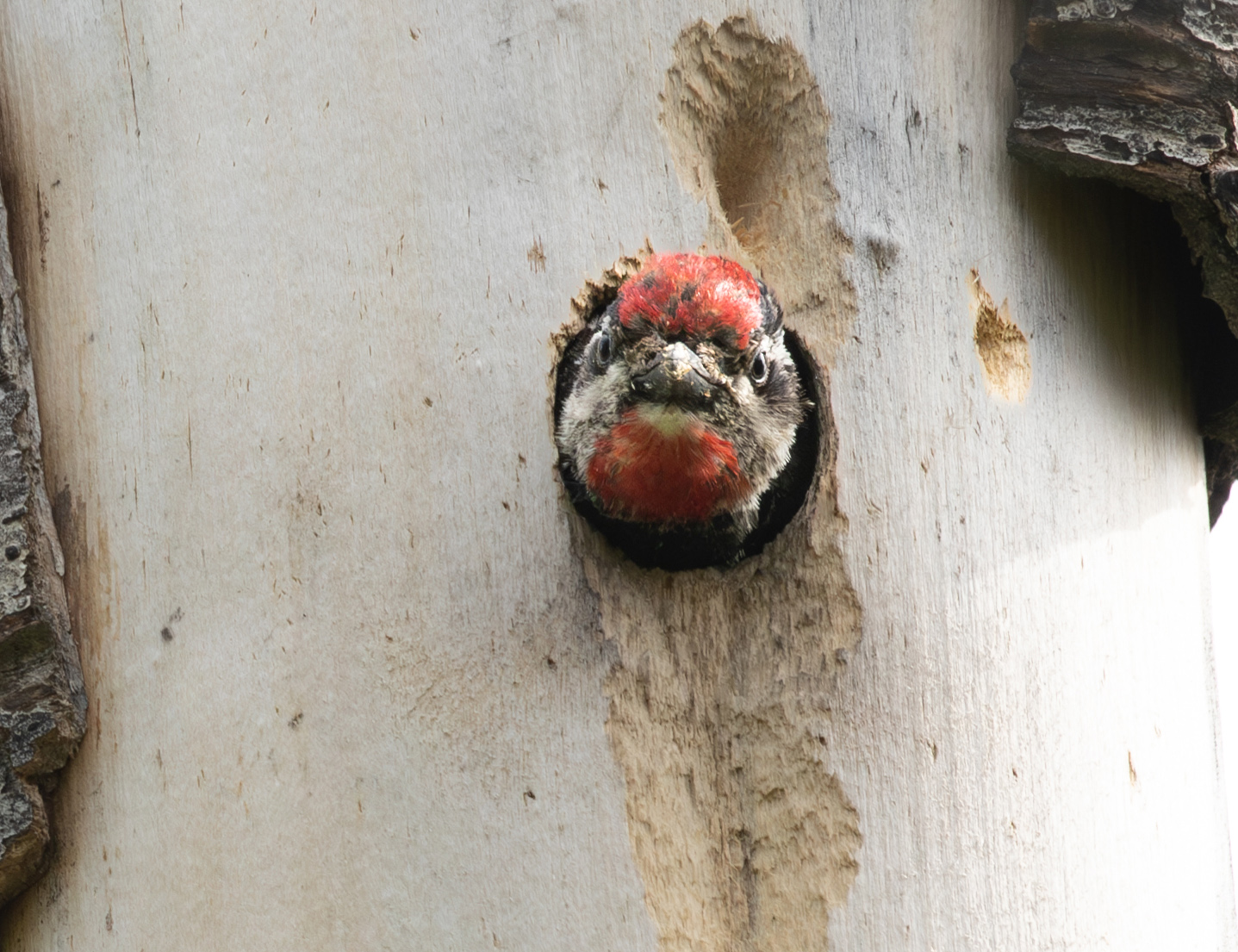 Woodpecker-Sapsucker-Red-Naped