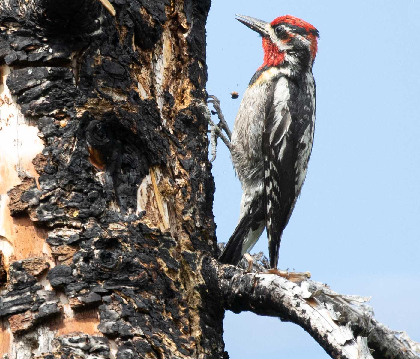 Woodpecker-Sapsucker-Red-Naped