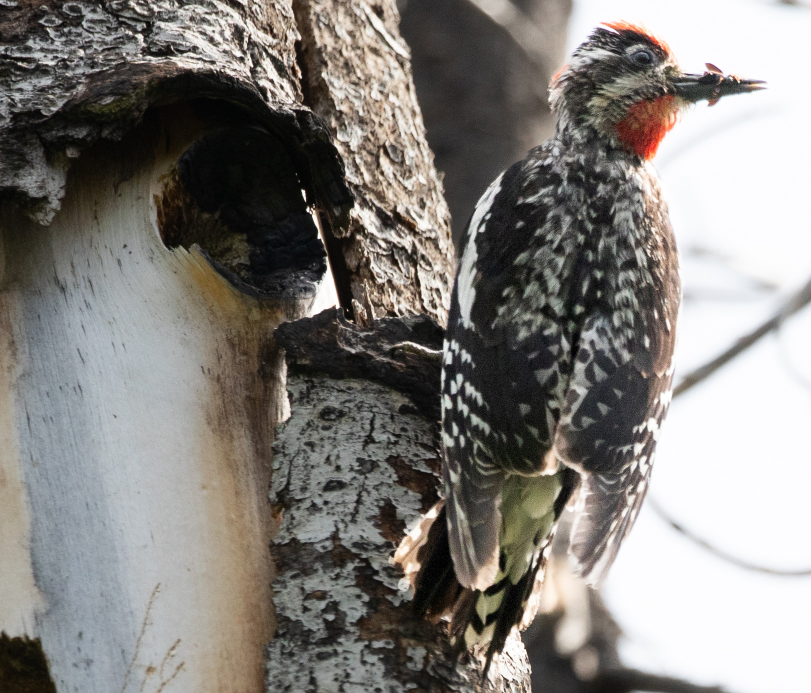 Woodpecker-Sapsucker-Red-Naped