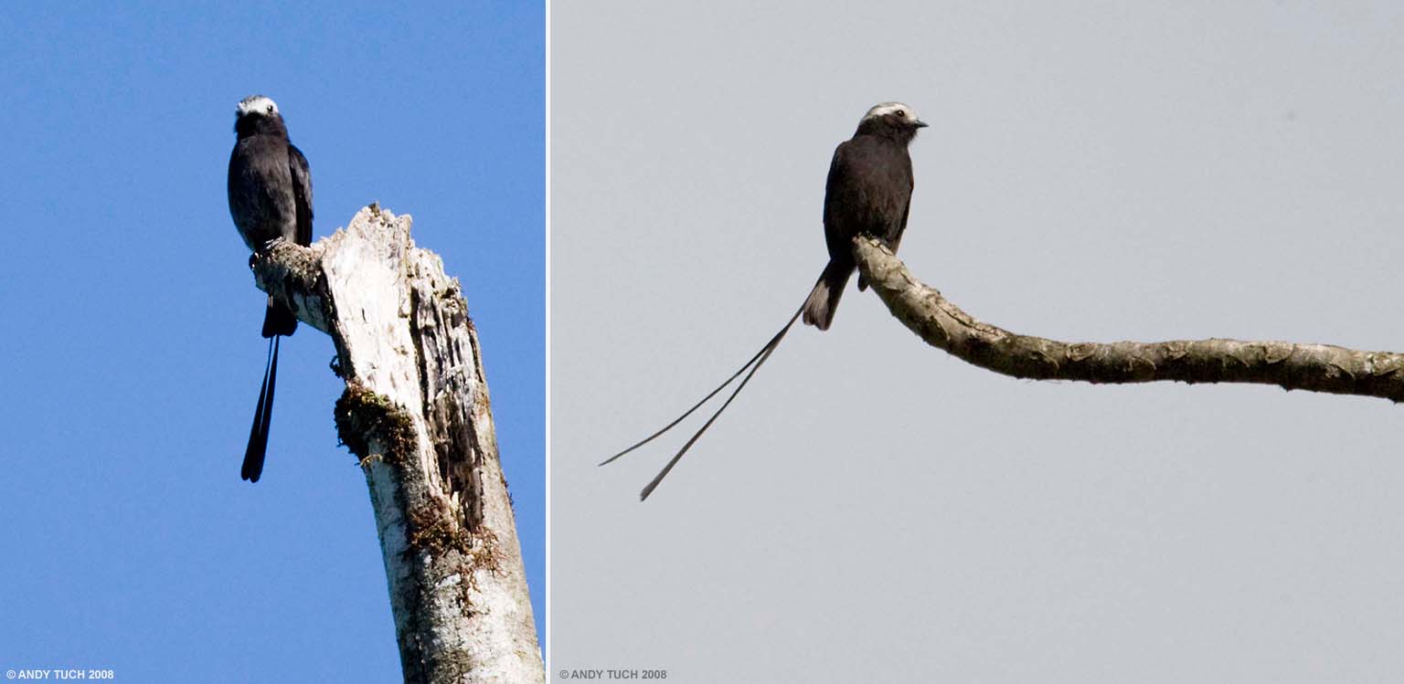 Tyrant-Long-Tailed Loading