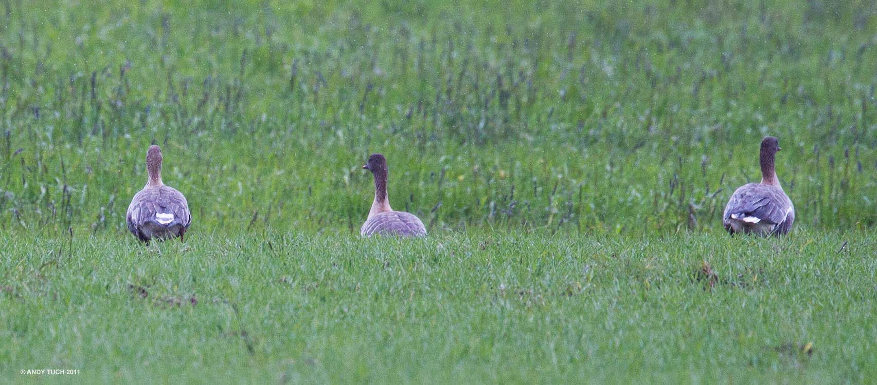 Goose-Pink-Footed Loading
