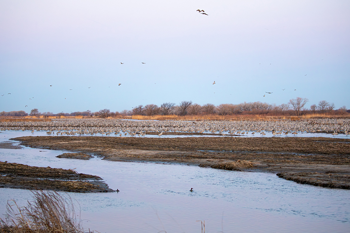 Sandhill Crane Migration