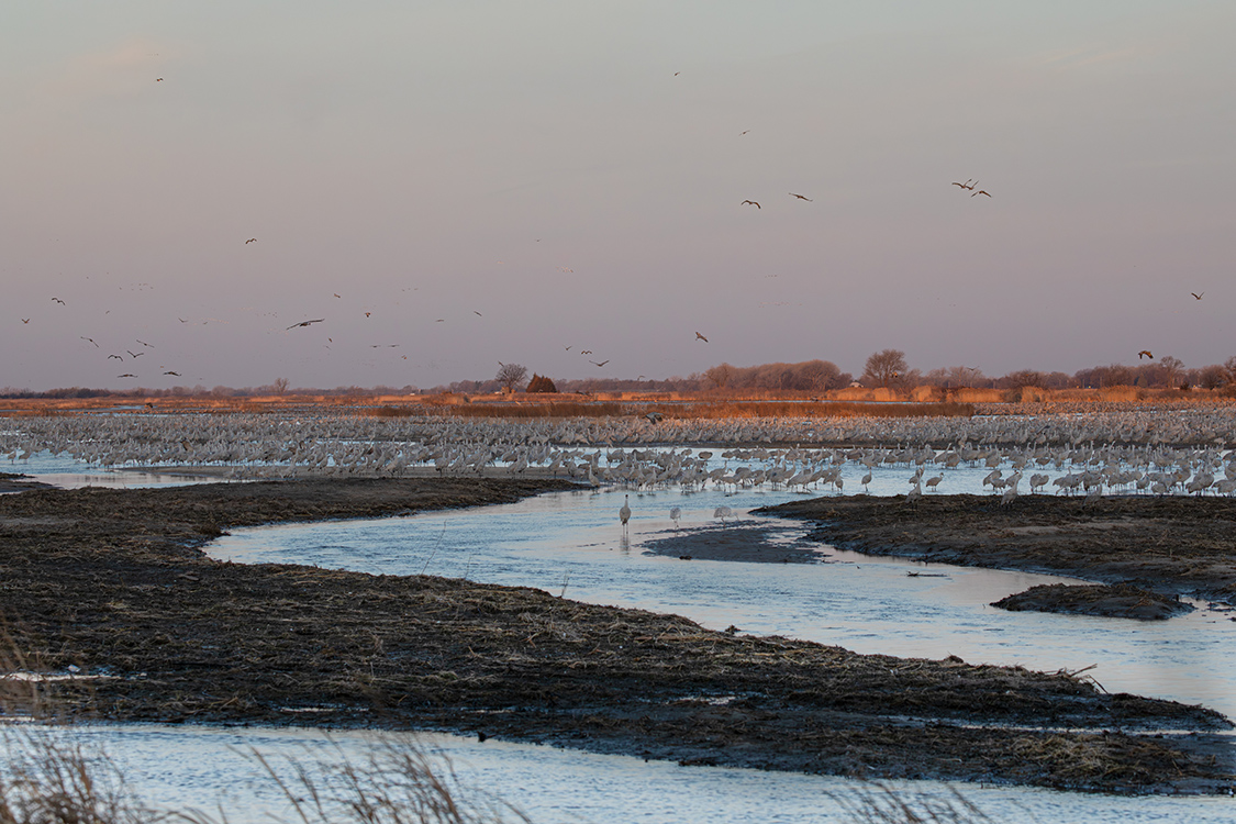 Sandhill Crane Migration