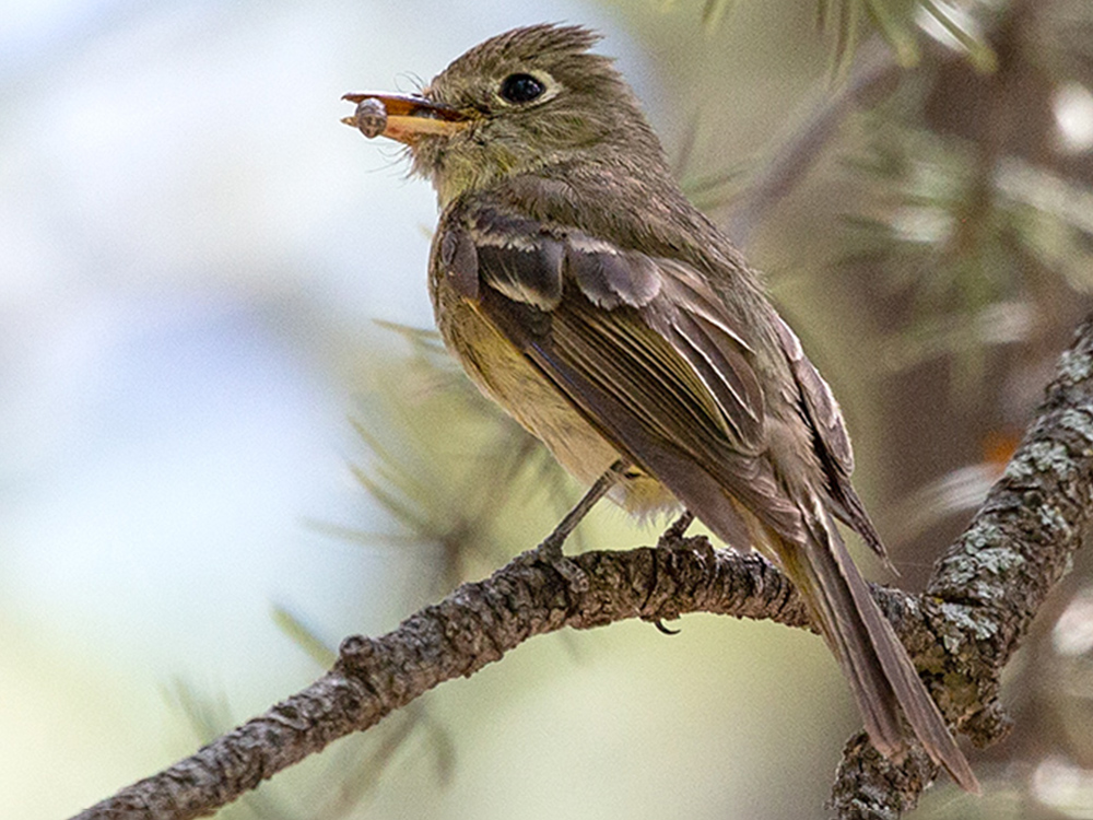 Flycatcher-Cordilleran