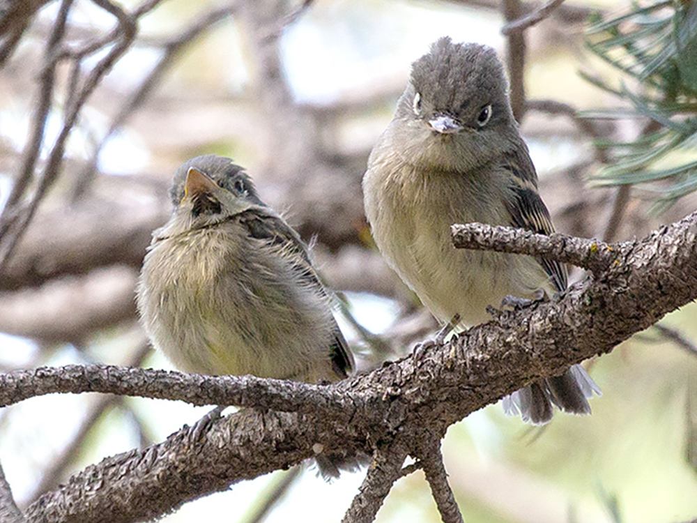 Flycatcher-Cordilleran