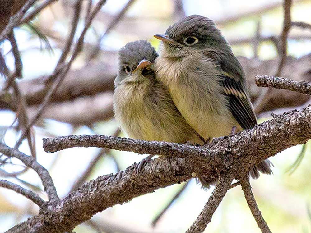 Flycatcher-Cordilleran