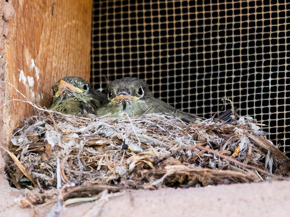 Flycatcher-Cordilleran