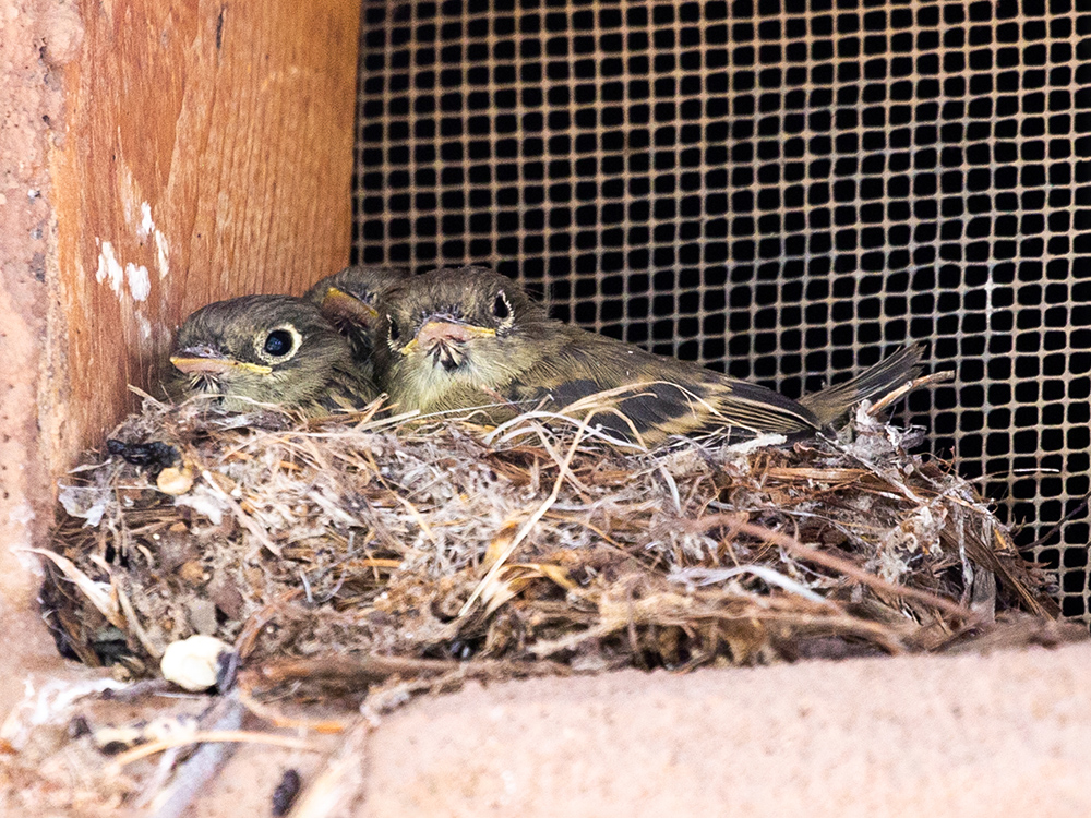 Flycatcher-Cordilleran