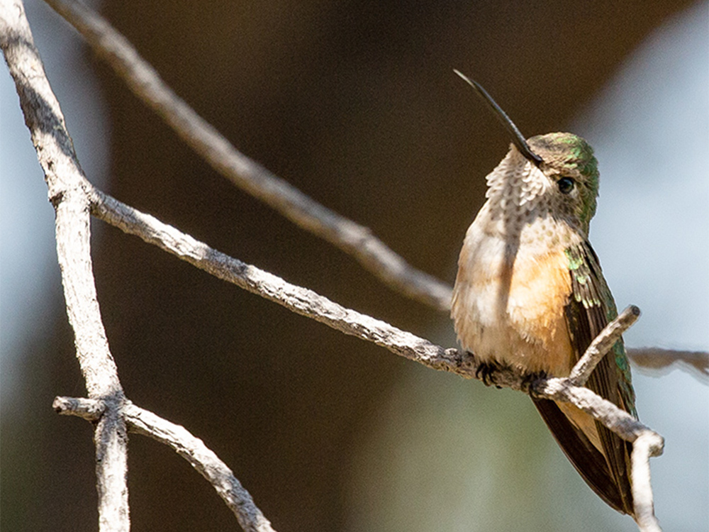 Hummingbird-Calliope