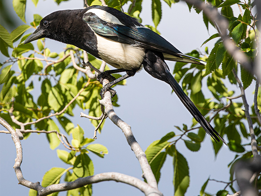 Magpie