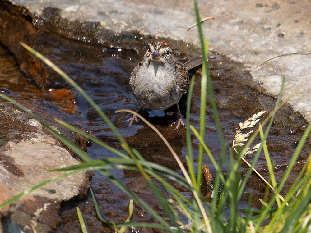 Sparrow-Chipping (Adult-Non Breeding)