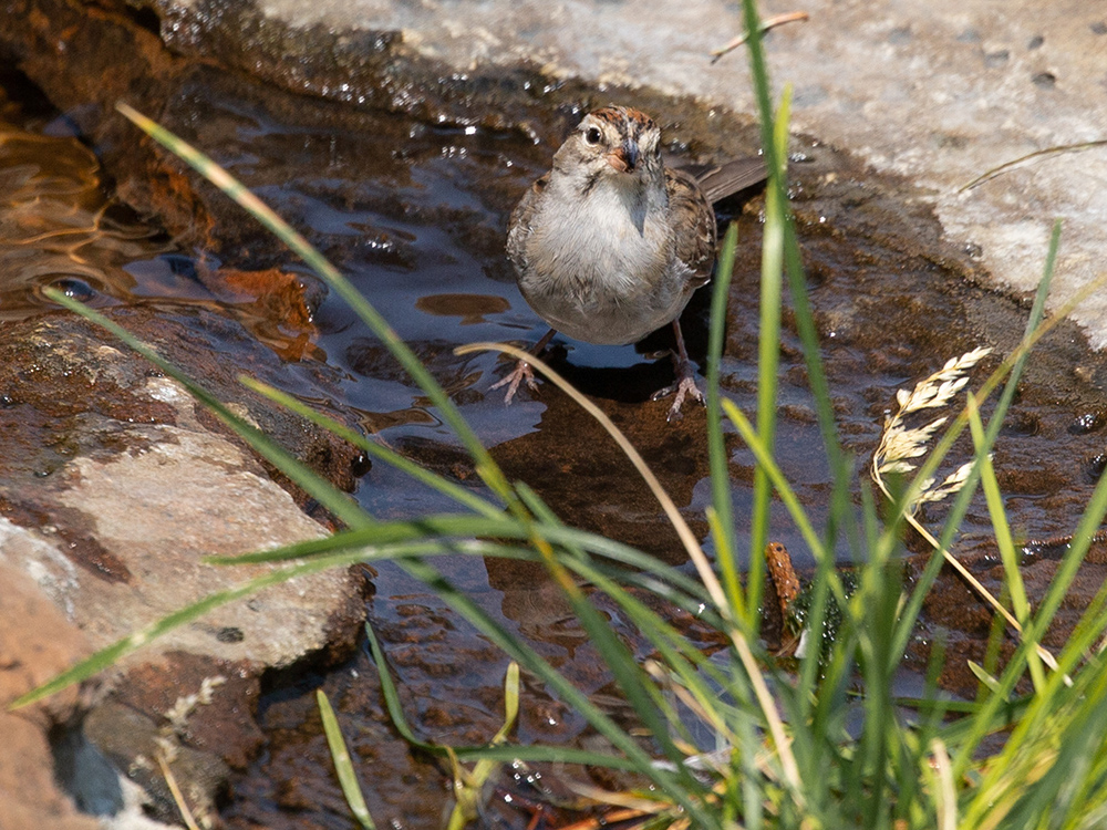 Sparrow-Chipping (Adult-Non Breeding)