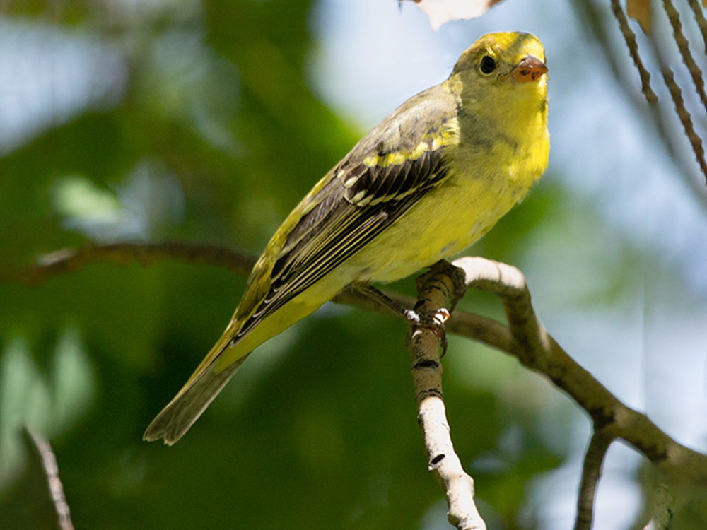  Tanager-Western