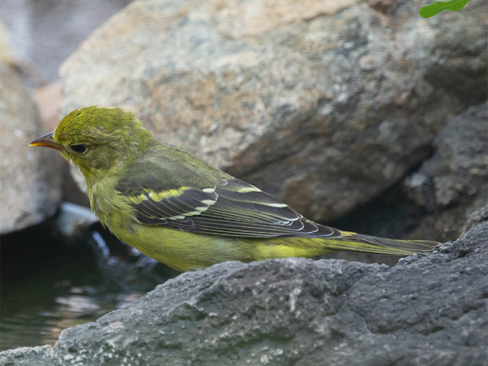  Tanager-Western