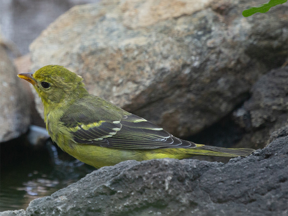  Tanager-Western