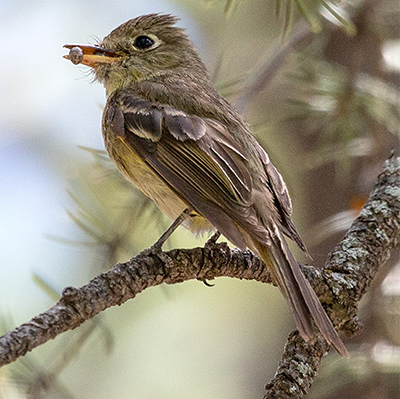 Flycatcher-Cordilleran