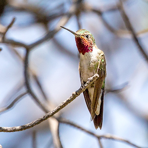 Hummingbird-Broad-Tailed